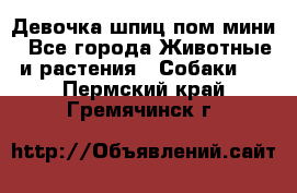 Девочка шпиц пом мини - Все города Животные и растения » Собаки   . Пермский край,Гремячинск г.